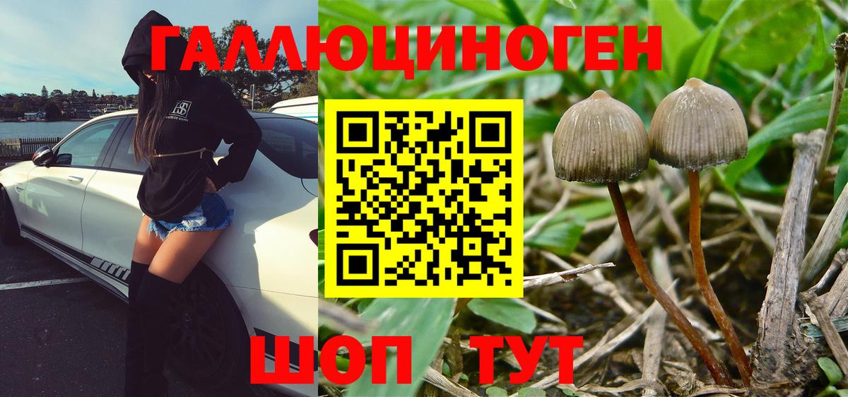 Галлюциногенные грибы Psilocybe Фрязино